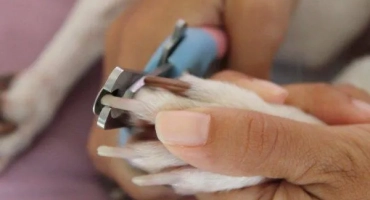 Как да изрежете правилно ноктите на кучето у дома